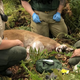 Illustration for article titled One Mountain Biker Dead, Another Injured After Scariest Possible Cougar Attack